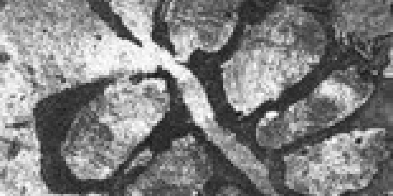 Olga Santos na exposição colectiva