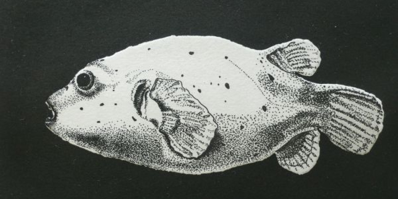 Fátima Ferreira, Projecto de Intercâmbio entre Associações