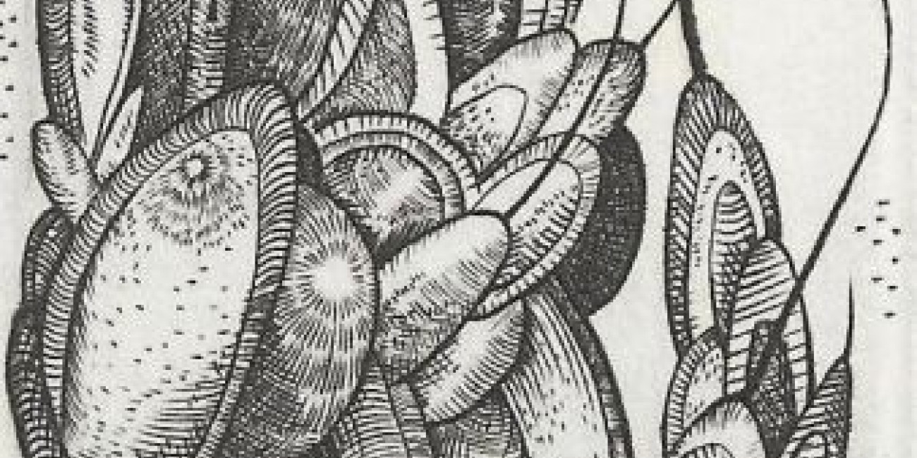 "Palmier" (detail), Francis Haley