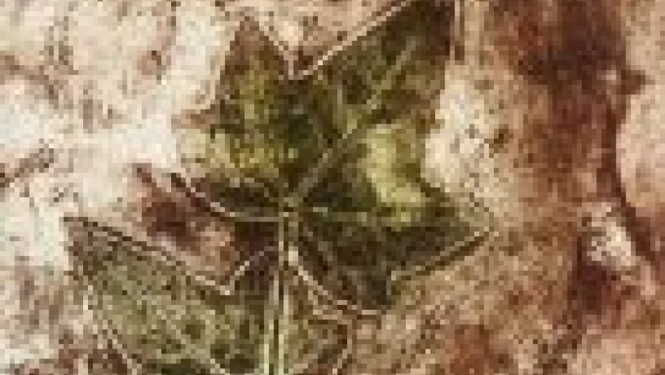 Teresa Pato · -0001