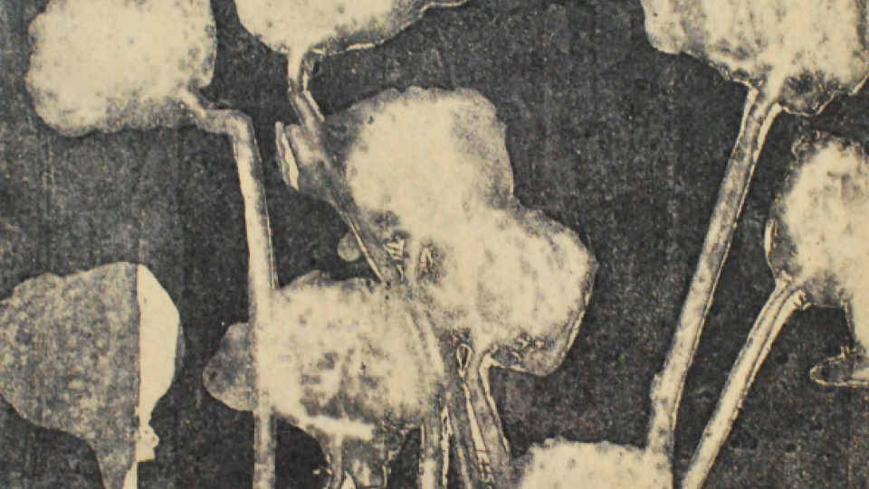 Rosas · água-forte, água tinta e verniz mole · 2009 · 20,0x20,0cm